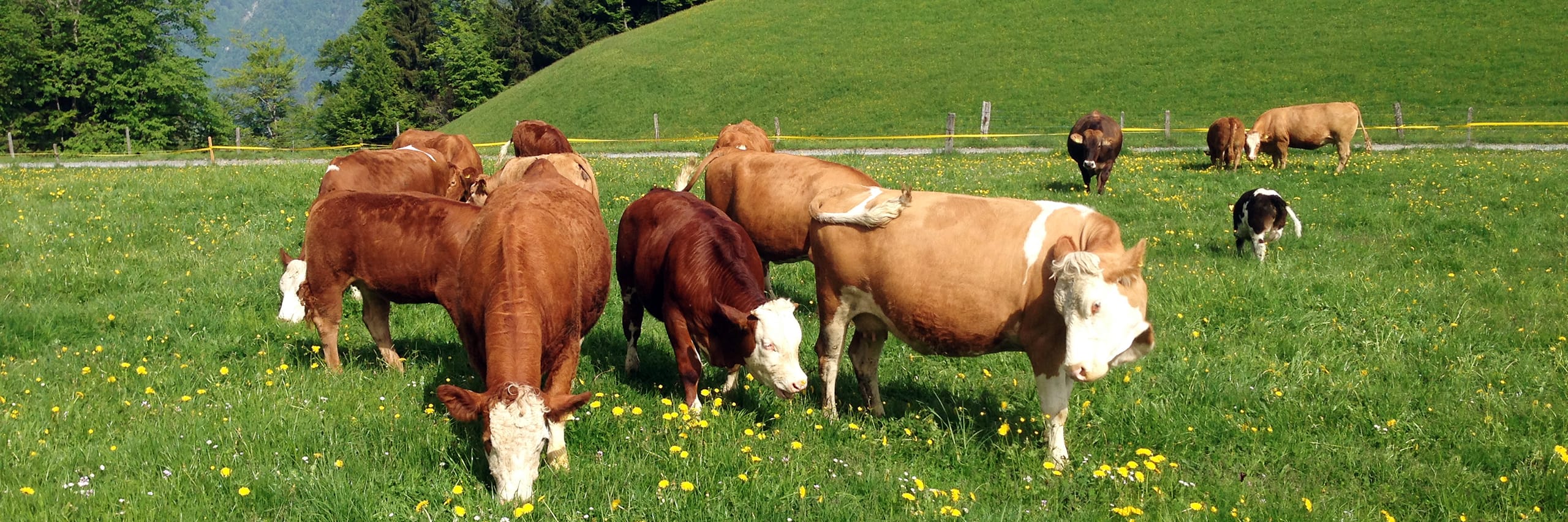 Bio-Rindfleisch Thöni Brienz